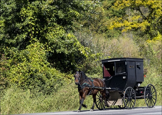 Horse with buggy in Amish country., Carol Highsmith - plakat 42x29,7 cm Galeria Plakatu