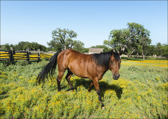 Horse within a lovely meadow in the Lyndon B, Carol Highsmith - plakat 40x30 cm Galeria Plakatu