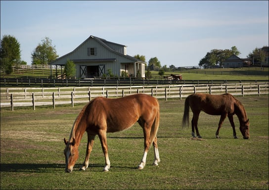 Horses at a ranch in rural Alabama, Carol Highsmith - plakat 59,4x42 cm Galeria Plakatu