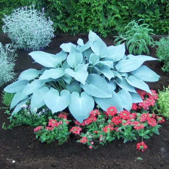 Hosta Funkia Canadian Blue 1 szt byliny BENEX