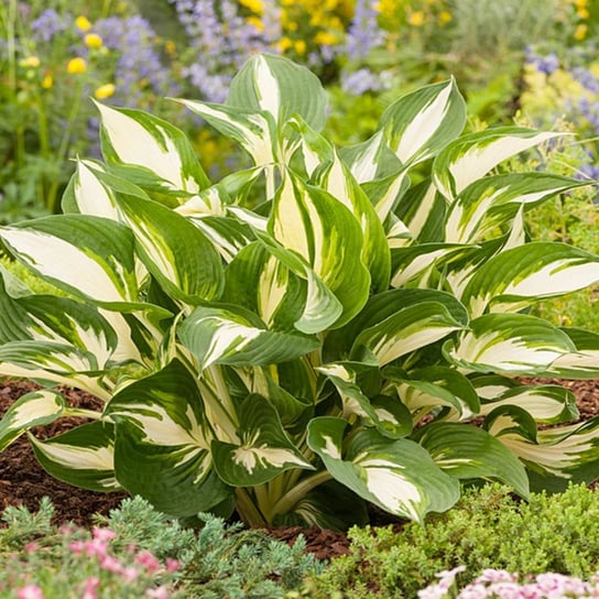 Hosta Funkia Color Festival 1 szt byliny BENEX