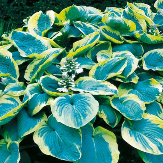 Hosta Funkia Francess Williams 1 szt byliny BENEX