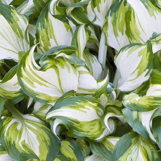 Hosta Funkia Undulata Univittata 1 szt byliny BENEX