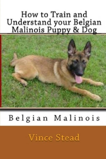 How to Train and Understand Your Belgian Malinois Puppy & Dog Stead Vince