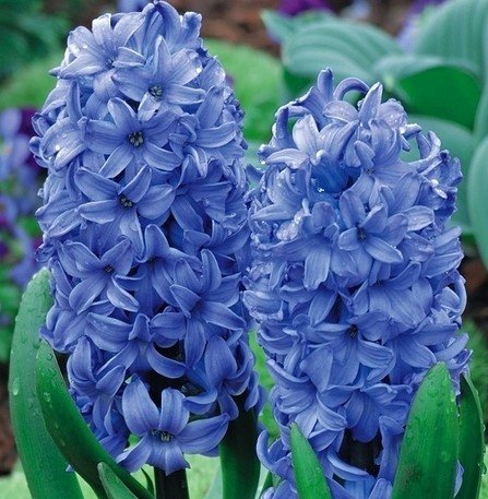 Hyacinthus Hiacynt Niebieski 5 Szt, Inna marka