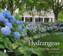Hydrangeas Harrison Joan