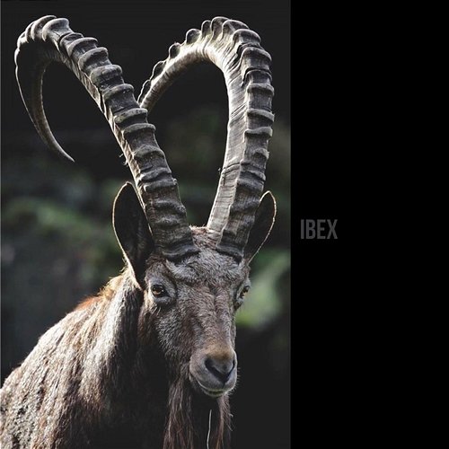 Ibex Hunter Forsberg