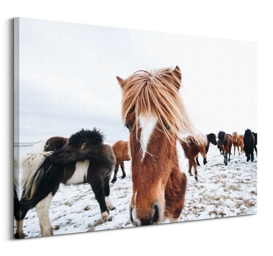 Icelandic Horse - obraz na płótnie Nice Wall