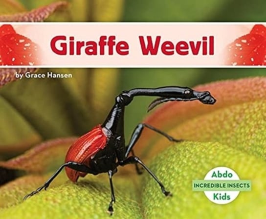 Incredible Insects: Giraffe Weevil Grace Hansen