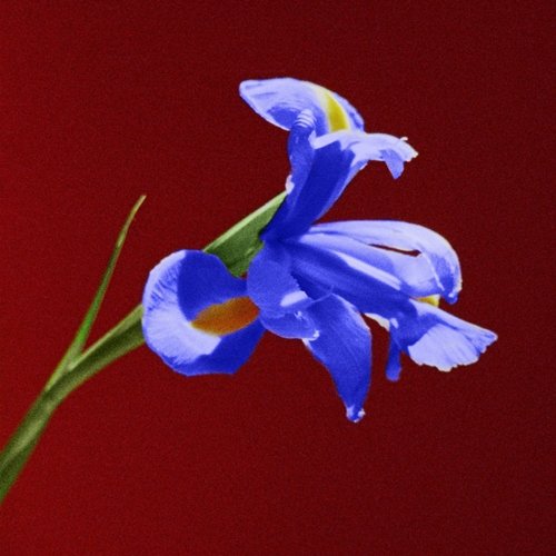 Indigo Stevie Bill