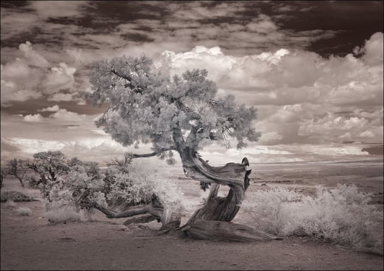 Infrared view of a twisted tree in the desert near the Salton Sea., Carol Highsmith - plakat 30x20 cm Galeria Plakatu