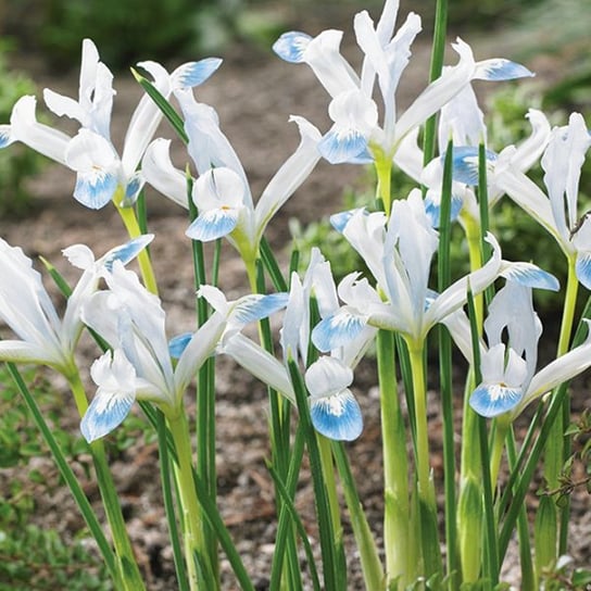 Iris Reticulata Frozen Planet 5 szt cebulki BENEX