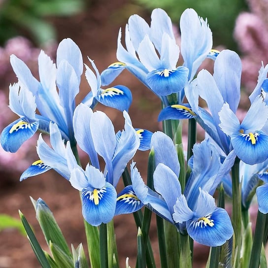 Iris Reticulata Kosaciec Alida 10 szt kosaciec cebulki BENEX