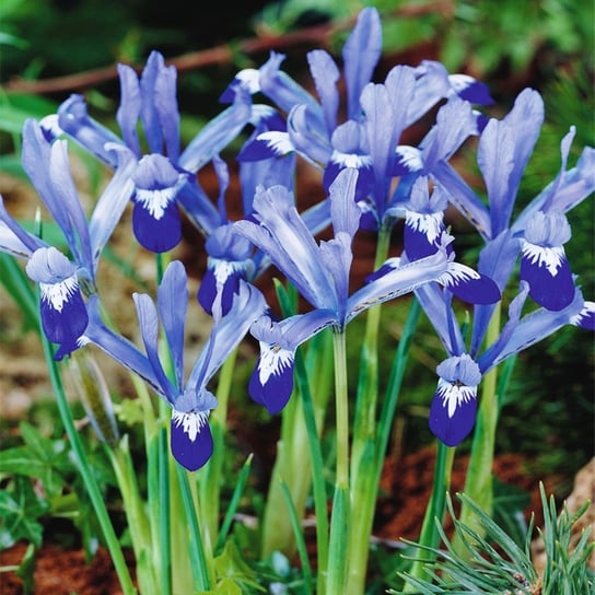 Iris Reticulata Kosaciec Clairette 10 szt cebulki BENEX