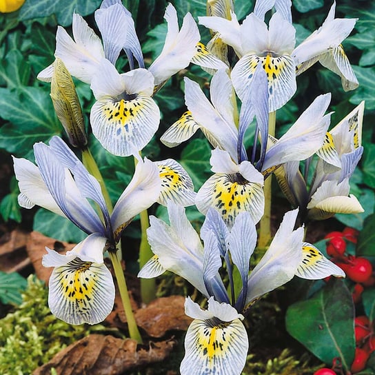 Iris Reticulata Kosaciec Katharine Hodgkin 10 szt BENEX