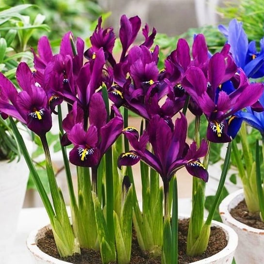 Iris Reticulata Kosaciec S.J Dijt 10 szt cebulki BENEX