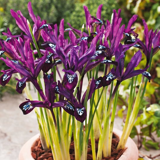 Iris Reticulata Żyłkowany Pauline 10 szt cebulki irysy BENEX