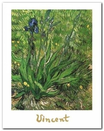 Irises plakat obraz 24x30cm Wizard+Genius