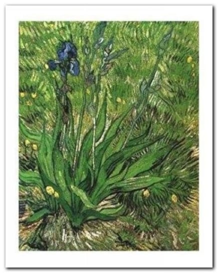 Irises plakat obraz 40x50cm Wizard+Genius