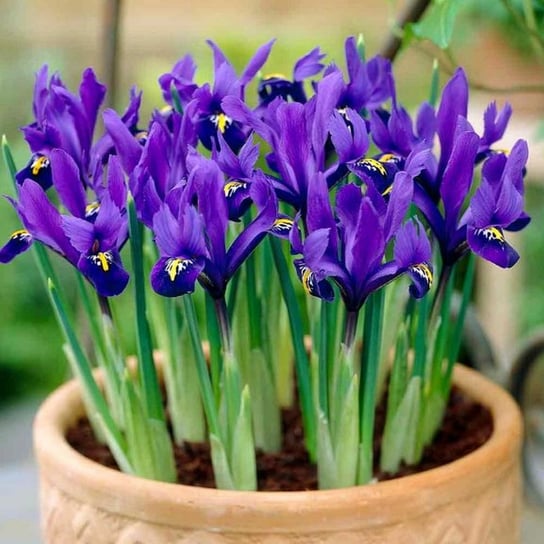 Irys Holenderski Blue Magic 10 szt cebulki kwiatów BENEX