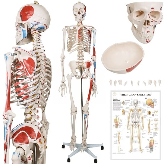JAGO Human Anatomy Skeleton z detalami malowania mięśni, 181 Jago