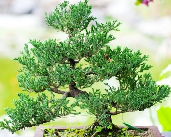 Jałowiec Shimpaku doskonała sadzonka na bonsai Inna marka