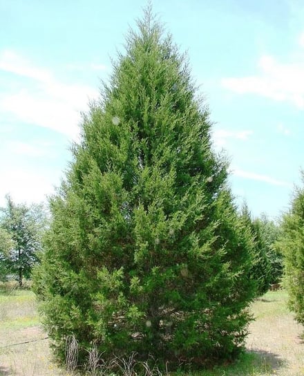 Jałowiec wirginijski (Juniperus virginiana) do ogrodu i na taras 20 nasion DobreNasiona.pl