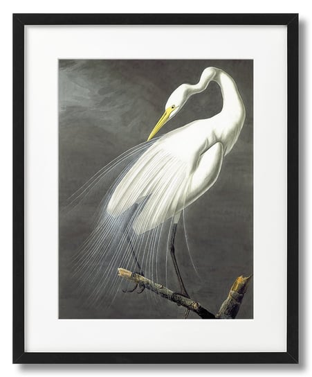 John James Audubon, Ptaki - Czapla DEKORAMA