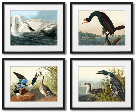 John James Audubon, Ptaki Wodne Komplet Plakaty DEKORAMA