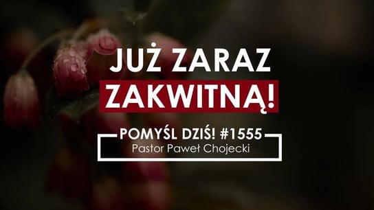 Już zaraz zakwitną! #Pomyśldziś #1555 - Idź Pod Prąd Nowości - podcast - audiobook Opracowanie zbiorowe