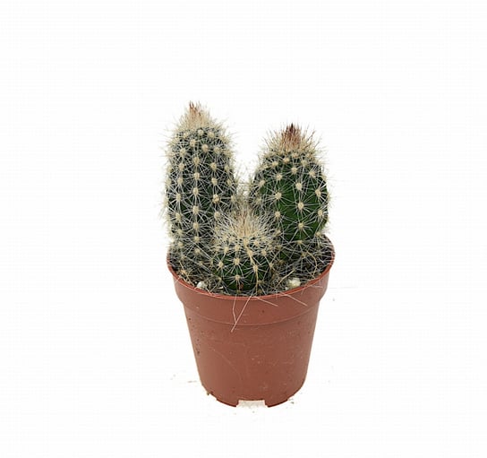 Kaktus Thrixanthocereus Blossfeldiorum P5 DIXIE STORE