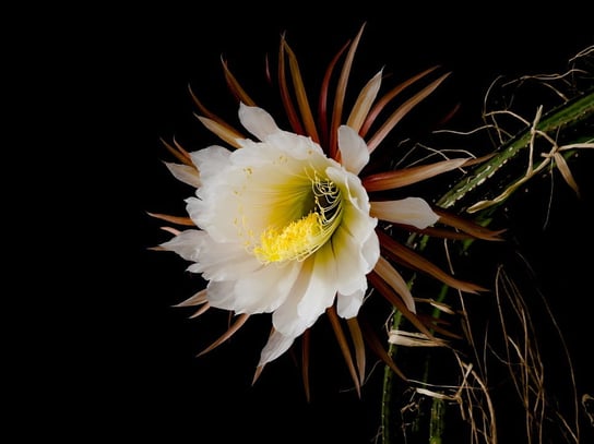 Kaktus Wiszący Selenicereus Grandiflorus Królowa Jednej Nocy P12 DIXIE STORE
