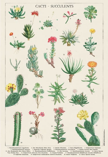 Kaktusy i Sukulenty - plakat 61x91,5 cm Galeria Plakatu