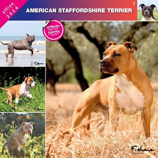 Kalendarz 2024 Amerykański Staffordshire Terrier Inna marka