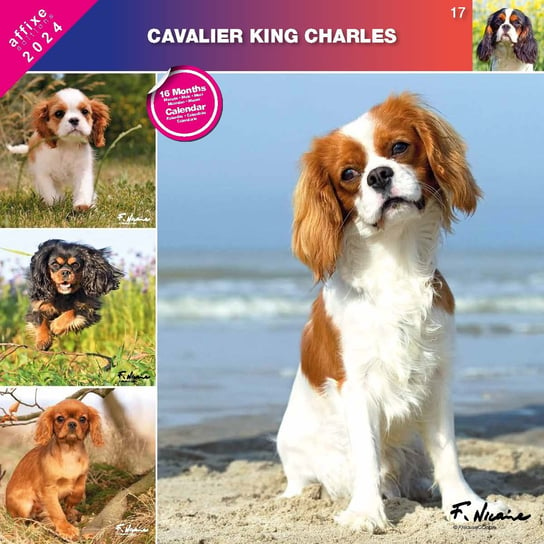 Kalendarz 2024 Cavalier King Charles Spaniel Inny producent