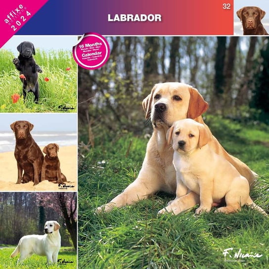 Kalendarz 2024 Labrador Inna marka