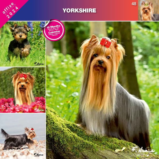 Kalendarz 2024 Yorkshire Terrier Inna marka