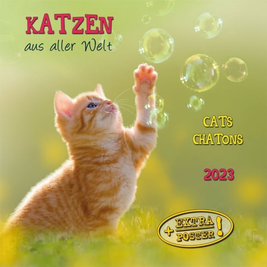Kalendarz Miesięczny, 2023, Ścienny, Koty TUSHITA Verlags