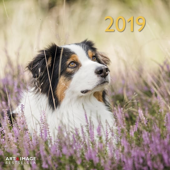 Kalendarz ścienny 2019, Dogs 