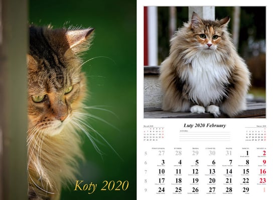 Kalendarz ścienny 2020, Koty Radwan