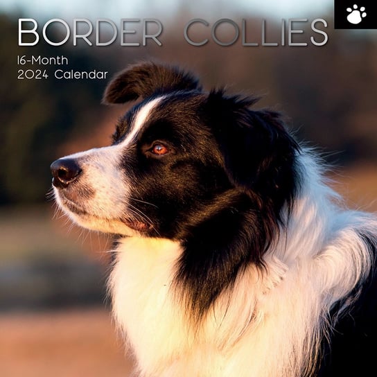 Kalendarz Ścienny 2024 Border Collies Psy Pieski THE GIFTED