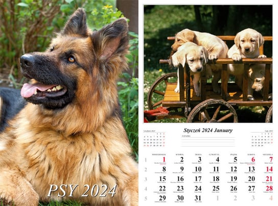 Kalendarz ścienny 2024 miesięczny Radwan Psy Radwan