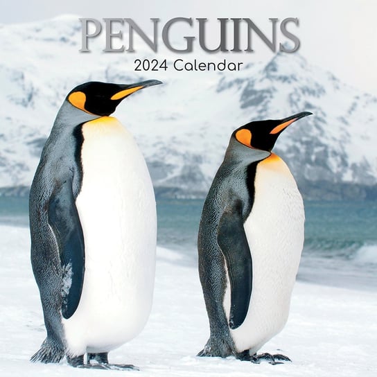 Kalendarz Ścienny 2024  Pingwiny THE GIFTED