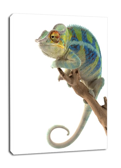 Kameleon. Ambanja Panther Chameleon - obraz na płótnie 60x90 cm Galeria Plakatu