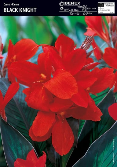 Kanna Black Night (Canna Black Night) 1 szt. BENEX