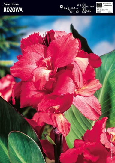 Kanna Różowa (Canna Pink) 1 szt. BENEX