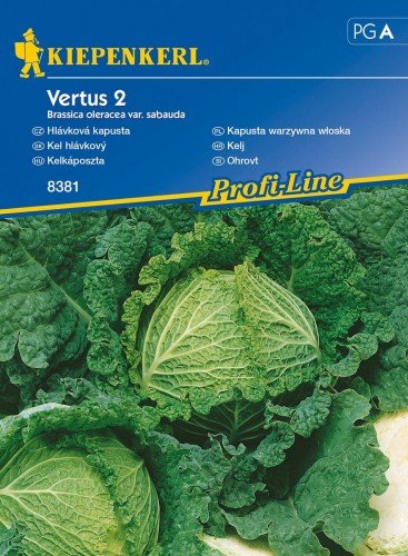 Kapusta warzywna włoska Vertus 2 Brassica oleracea var. sabauda KIEPENKERL