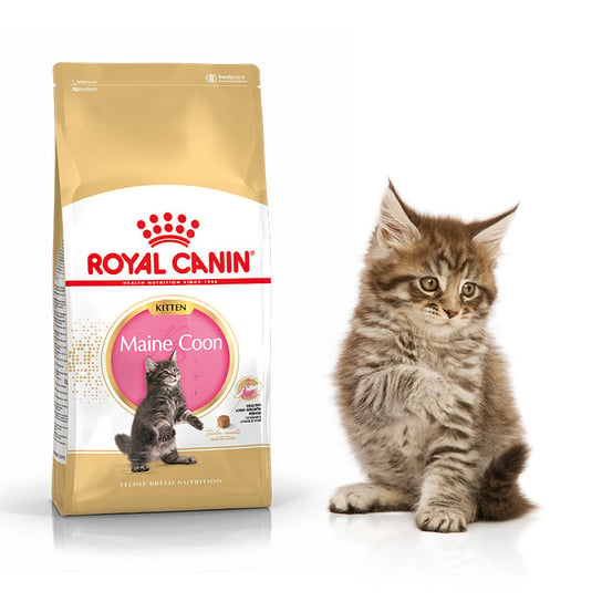 Karma dla kotów, Royal Canin Maine Coon Kitten 36, 4kg Royal Canin