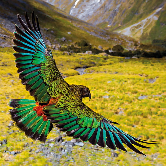 Karnet okolicznościowy, Alpine Parrot Museums & Galleries
