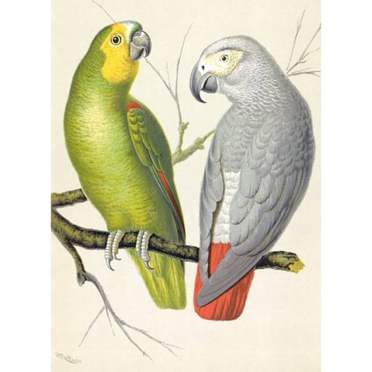 Karnet okolicznościowy, Amazon and Grey Parrots Museums & Galleries